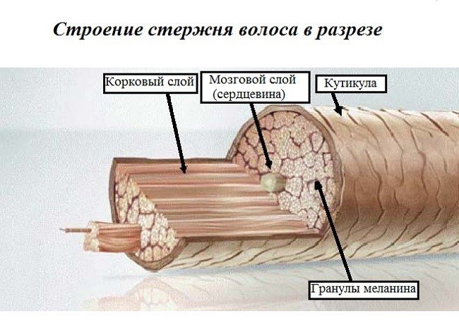 oblepihovoe-maslo-dlya-brovej-i-resnic4