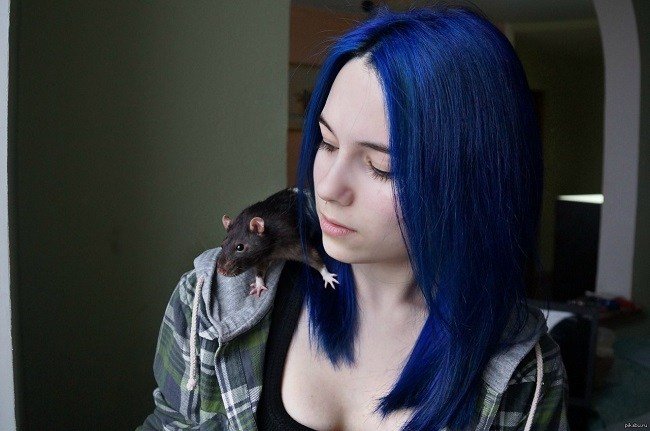 vsyo-o-sinej-kraske-dlya-volos14