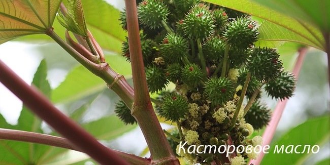 kastorovoe-maslo-dlya-ukrepleniya-resnic-i-brovej3